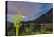 Giant saguaro cactus under full moon at Gates Pass in the Tucson Mountains, Tucson, Arizona, USA-Michael Nolan-Premier Image Canvas