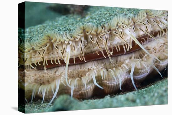 Giant Scallop (Pecten Maximus) Close Up Detail-Sue Daly-Premier Image Canvas