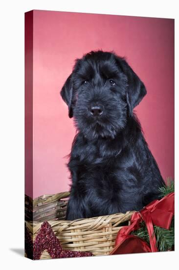 Giant Schnauzer in Christmas Basket-null-Premier Image Canvas