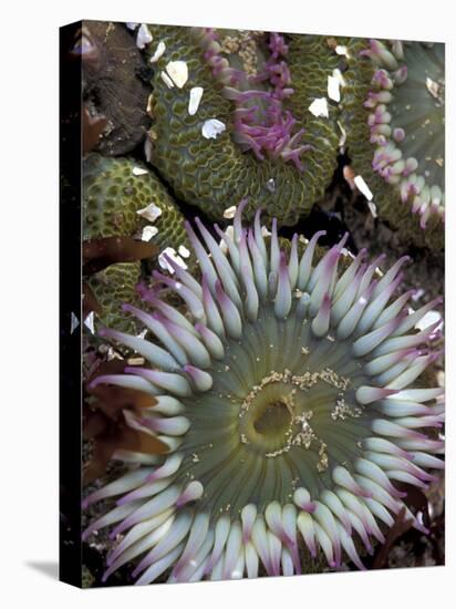 Giant Sea Anenomes at Second Beach, Olympic National Park, Washington, USA-null-Premier Image Canvas