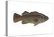 Giant Sea Bass (Stereolepsis Gigas), Fishes-Encyclopaedia Britannica-Stretched Canvas