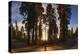 Giant Sequoia National Park at Sunset.-Jon Hicks-Premier Image Canvas