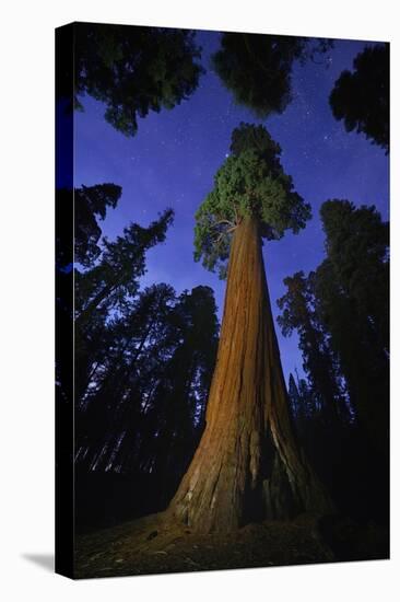 Giant sequoia tree in forest at night, view towards canopy-Rolf Nussbaumer-Premier Image Canvas