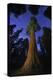 Giant sequoia tree in forest at night, view towards canopy-Rolf Nussbaumer-Premier Image Canvas