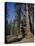 Giant Sequoia Trees, Mariposa Grove, Near Yosemite, California, USA-Geoff Renner-Premier Image Canvas