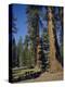 Giant Sequoia Trees, Mariposa Grove, Near Yosemite, California, USA-Geoff Renner-Premier Image Canvas