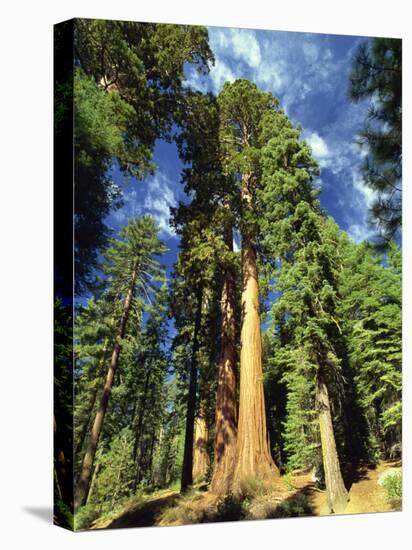 Giant Sequoia Trees, Mariposa Grove, Yosemite National Park, California, USA-Gavin Hellier-Premier Image Canvas