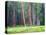 Giant Sequoia Trees, Round Meadow, Sequoia National Park, California, USA-Jamie & Judy Wild-Premier Image Canvas