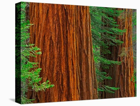 Giant Sequoia Trunks in Forest, Yosemite National Park, California, USA-Adam Jones-Premier Image Canvas