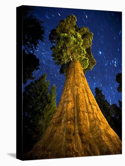 Giant Sequoia under the Milky Way-Ian Shive-Premier Image Canvas