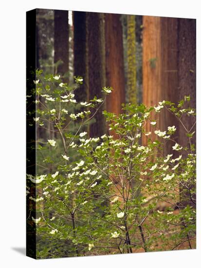 Giant Sequoias and Blooming Dogwood, Sequoia NP, California, USA-Jerry Ginsberg-Premier Image Canvas