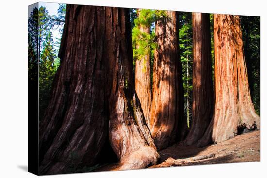 Giant Sequoias in Yosemite National Park,California-lorcel-Premier Image Canvas