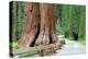 Giant Sequoias, Mariposa Grove Yosemite National Park-topseller-Premier Image Canvas