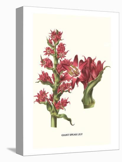 Giant Spear Lily-Louis Van Houtte-Stretched Canvas