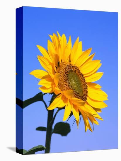 Giant Sunflower-Richard Klune-Premier Image Canvas