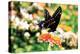 Giant Swallowtail-Alan Hausenflock-Premier Image Canvas