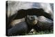 Giant Tortoise, Highlands of Santa Cruz Island, Galapagos Islands-Diane Johnson-Premier Image Canvas