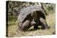 Giant Tortoise in Highlands of Floreana Island, Galapagos Islands-Diane Johnson-Premier Image Canvas