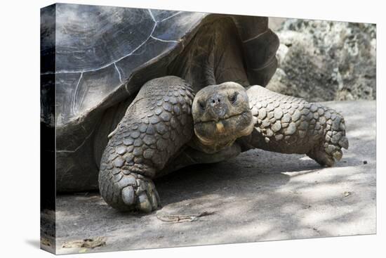 Giant Tortoise in Highlands of Floreana Island, Galapagos Islands-Diane Johnson-Premier Image Canvas