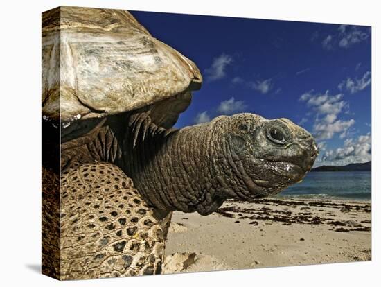 Giant Tortoise on the Beach-Martin Harvey-Premier Image Canvas