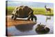 Giant Tortoise-Mauricio Anton-Premier Image Canvas