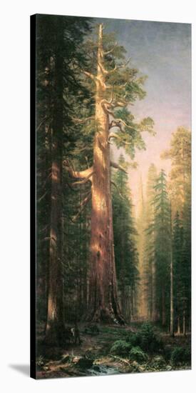 Giant Trees, Mariposa Grove, California-Albert Bierstadt-Stretched Canvas