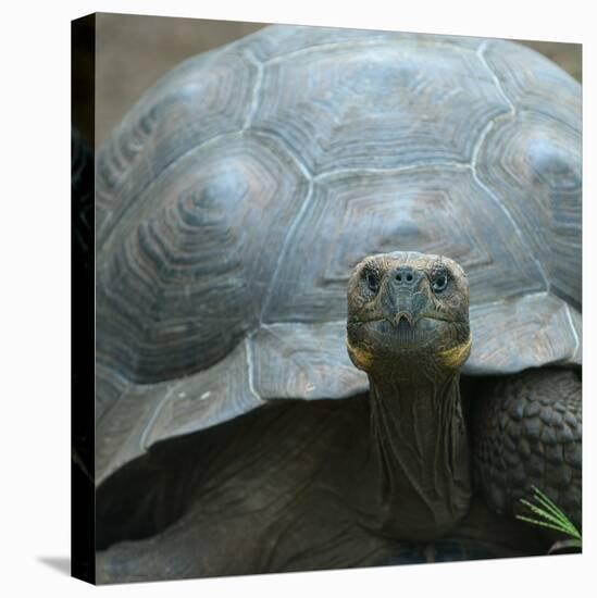 Giant Turtle, Galapagos Islands, Ecuador-javarman-Stretched Canvas