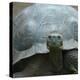 Giant Turtle, Galapagos Islands, Ecuador-javarman-Stretched Canvas