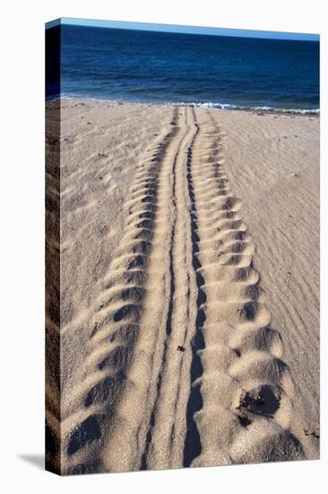 Giant Turtle Tracks in the Sand-Paul Souders-Premier Image Canvas