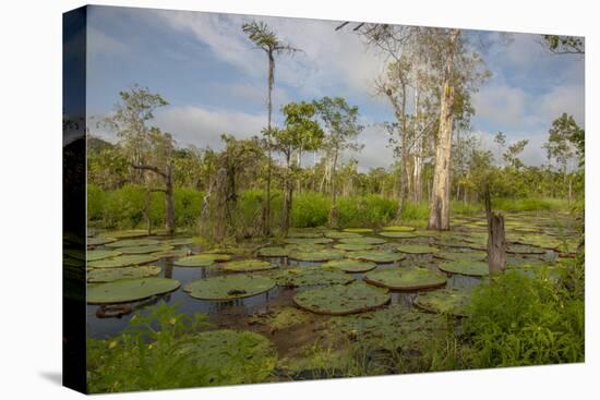 Giant Water Lilies Only Found in the Amazon on the Flood Plains-Mallorie Ostrowitz-Premier Image Canvas