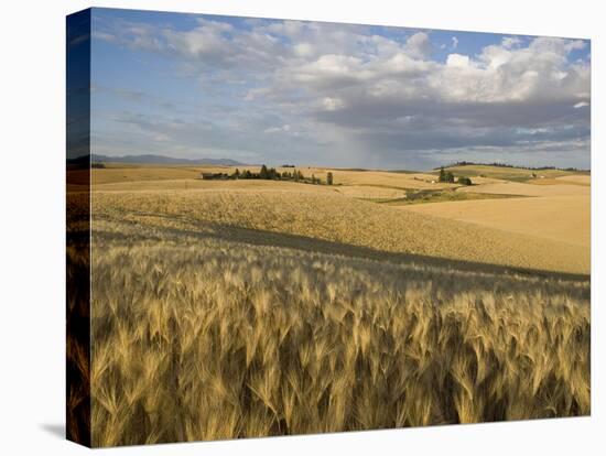 Gield of 6 Row Barley Ripening in the Afternoon Sun, Spokane County, Washington, Usa-Greg Probst-Premier Image Canvas