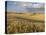 Gield of 6 Row Barley Ripening in the Afternoon Sun, Spokane County, Washington, Usa-Greg Probst-Premier Image Canvas