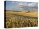 Gield of 6 Row Barley Ripening in the Afternoon Sun, Spokane County, Washington, Usa-Greg Probst-Premier Image Canvas