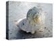 Gifts of the Shore XIX-Elena Ray-Premier Image Canvas