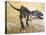 Giganotosaurus Dinosaur Skeleton-Stocktrek Images-Stretched Canvas