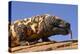 Gila monster (Heloderma suspectum) Arizona, USA. Captive.-Daniel Heuclin-Premier Image Canvas