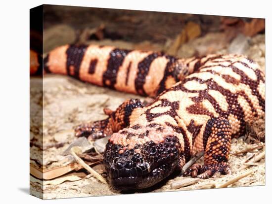 Gila Monster, Native to Southwestern USA-David Northcott-Premier Image Canvas