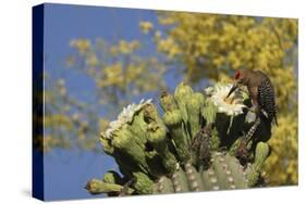 Gila woodpecker feeding on Saguaro blossom nectar, Arizona-John Cancalosi-Premier Image Canvas