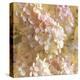 Gilded Hydrangea I-Sue Schlabach-Stretched Canvas