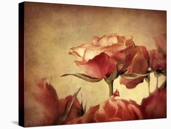 Gilded Roses-Jessica Jenney-Premier Image Canvas