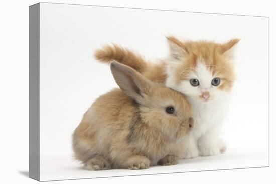 Ginger-And-White Kitten Baby Rabbit-Mark Taylor-Premier Image Canvas