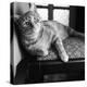 Ginger Cat-Staff-Premier Image Canvas