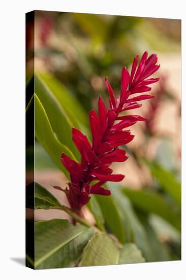 Ginger Flower, Carambola Botanical Gardens, Roatan, Honduras-Lisa S. Engelbrecht-Premier Image Canvas