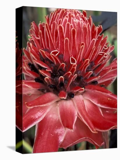 Ginger Flower in Bloom, Napo River Region, Peru-Gavriel Jecan-Premier Image Canvas