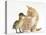 Ginger Kitten and Mallard Duckling, Beak to Nose-Mark Taylor-Premier Image Canvas