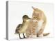 Ginger Kitten and Mallard Duckling, Beak to Nose-Mark Taylor-Premier Image Canvas