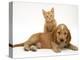 Ginger Kitten Climbing Ontop of Golden Cocker Spaniel Puppy-Jane Burton-Premier Image Canvas