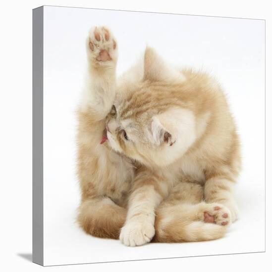Ginger Kitten 'Funnel-Grooming'-Mark Taylor-Premier Image Canvas