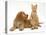 Ginger Kitten with Golden Cocker Spaniel Puppy-Jane Burton-Premier Image Canvas