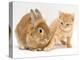 Ginger Kitten with Paw Extended and Sandy Lop Rabbit-Jane Burton-Premier Image Canvas